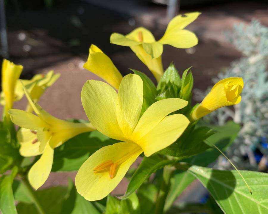 Yellow trumpet shaped flowers of Barleria micans