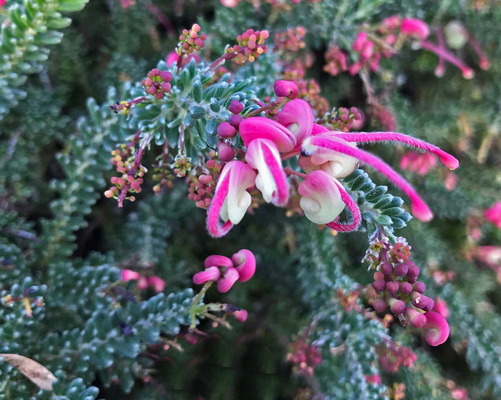 Pink and cream spider-like flowers of Grevillea lanigera 'Mount Tamboritha'