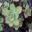 Aeonium haworthii - attractive succulent with rosettes of blue green leaves.