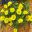 Asteriscus aurelia Gold - photo Dawsons Gardenworld