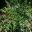 Austromyrtus dulcis, the Midyim Berry - photo Dawsons Garden World