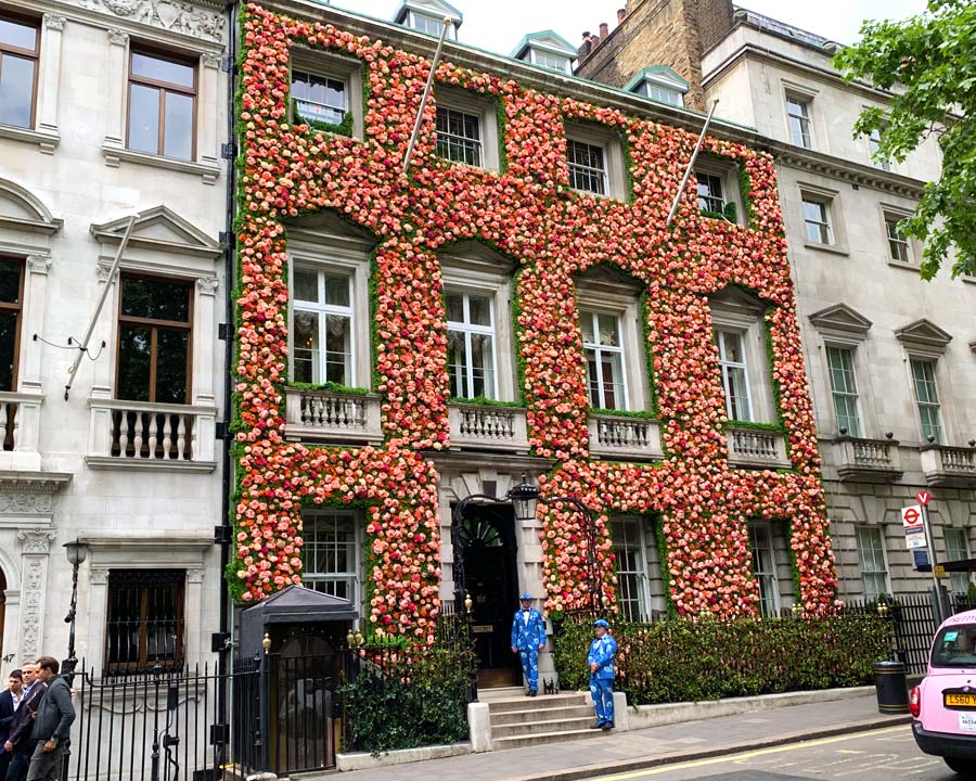 Peonies cover the front of Annabel's Nightclub in London's Mayfair - to celebrate Chelsea Flower Show Week.