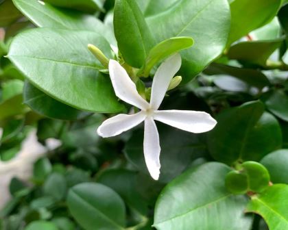 Carissa macrocarpa syn. Carissa grandiflora - Natal Plum has white fragrant jasmine like flowers