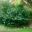 Carissa macrocarpa or Natal Plum is a spiny shrub with a bushy habit