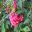 Cestrum elegans clusters of pink tubular flowers -