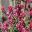 Cestrum elegans - deep pink tubular flowers