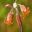 Cotyledon orbiculata - Pigs Ear - photo Noodle Snacks