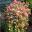 Cotyledon orbiculata - photo Consultaplantas