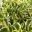 Crassula sarmentosa Variegata - photo Dawsons Gardenworld