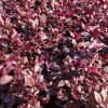 Alternanthera dentata 'Little Ruby'  deep burgundy foliage