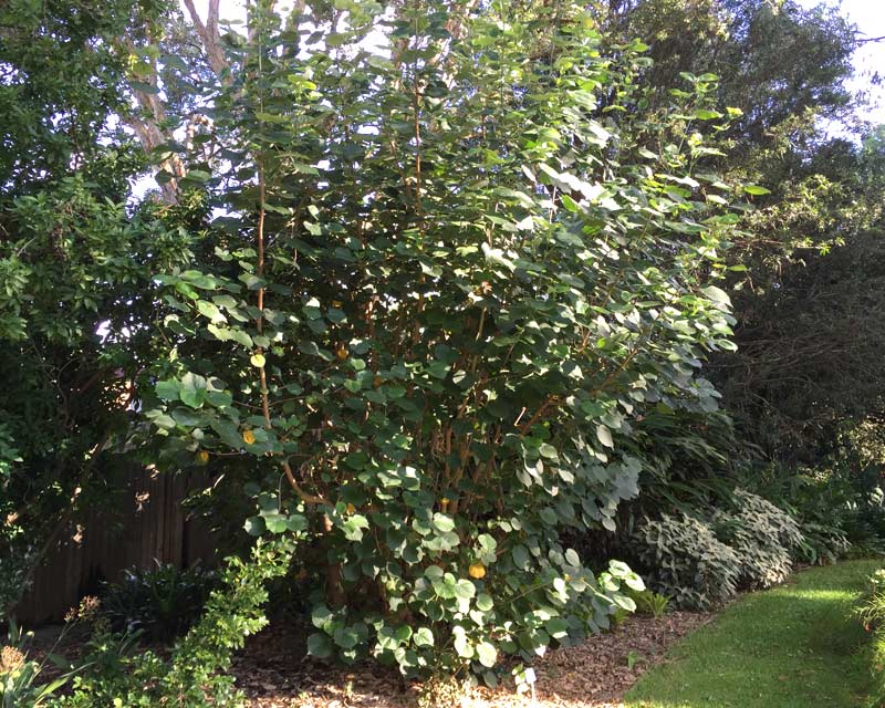 Cottonwood - Hibiscus tiliaceus