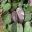Hibiscus tiliaceus Rubra - Heart shaped leaves turning burgundy
