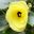 Hibiscus tiliaceus - new blooms are yellow