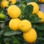 Citrus Meyer Dwarf Lemonicious
