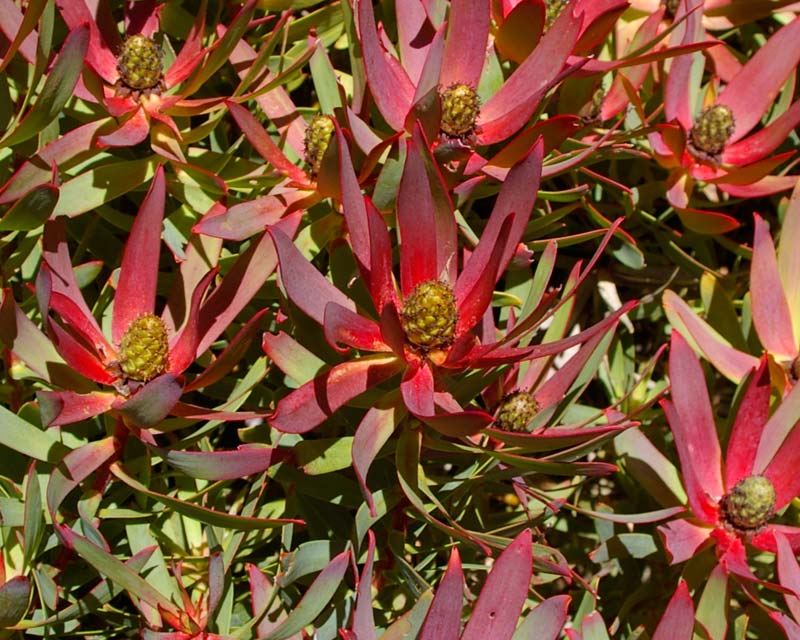 Leucadendron salignum x Safari Magic