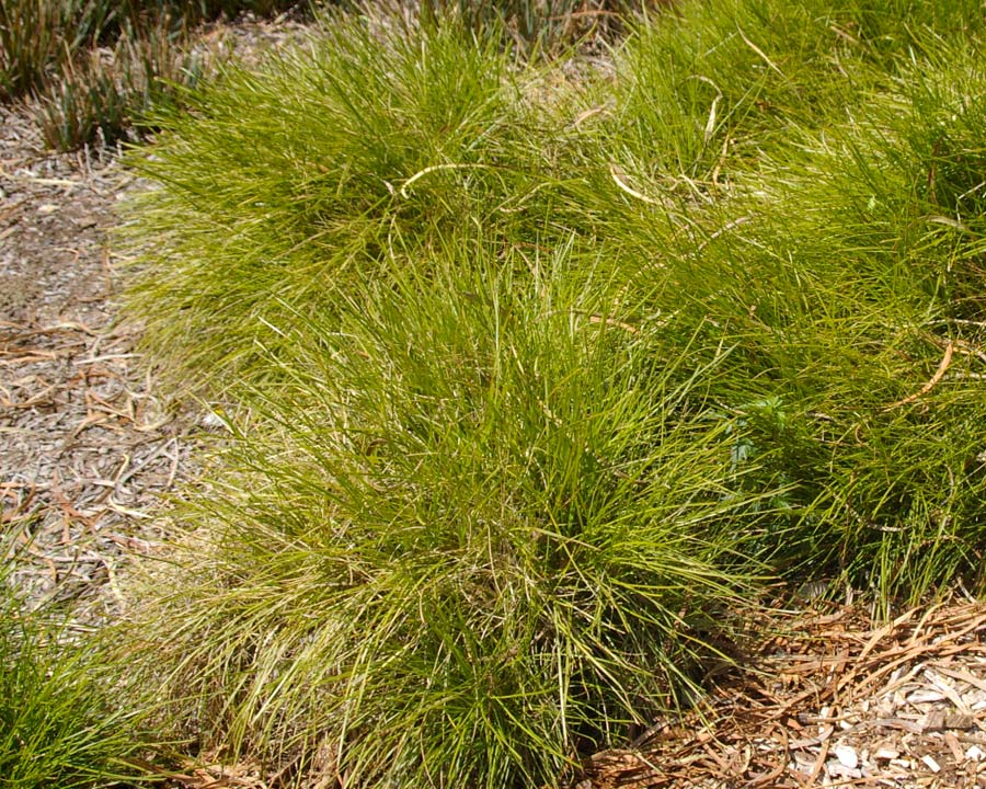 Lomandra confertifolia - Echidna Grass