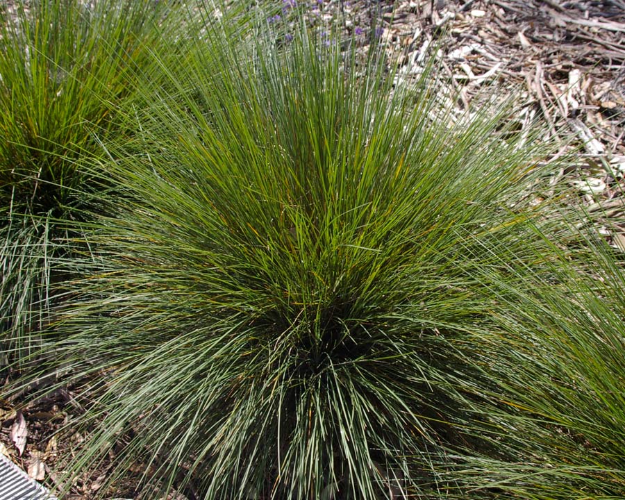 Lomandra confertifolia ssp Rubiginosa 'Merlom Ruby' - Echidna Grass popular in landscaping