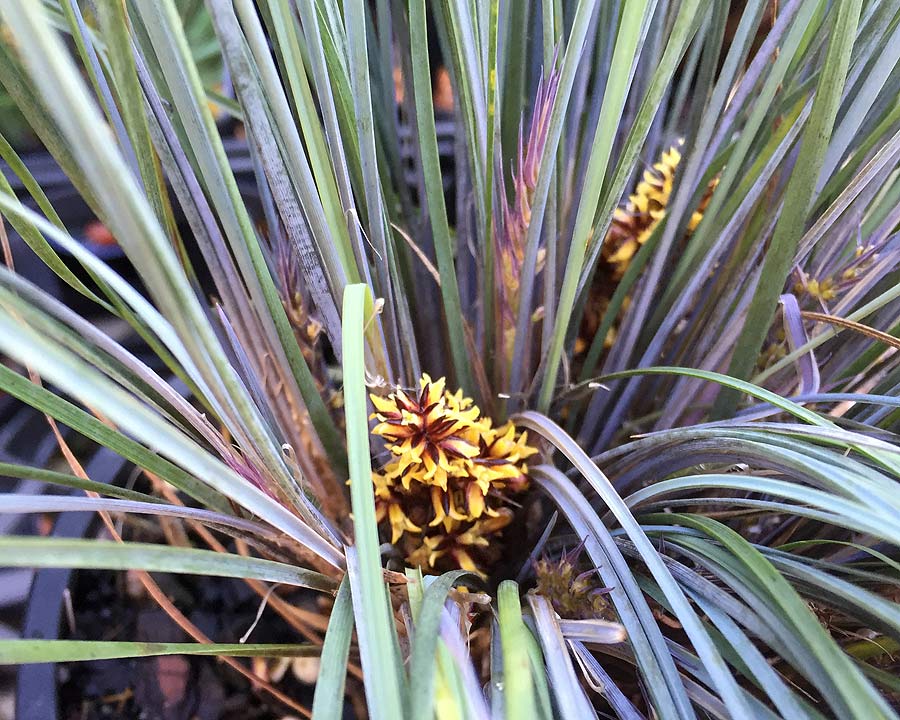 Lomandra confertifolia ssp Rubiginosa 'Frosty Top' - fine grey green foliage and yellow flowers on purple stems in spring and summer