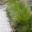Lomandra confertifolia ssp Rubiginosa 'Merlon Ruby'- Echidna Grass. Used to soften edges to paths or in mass plantings