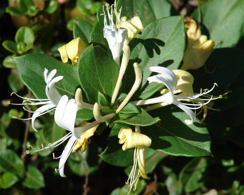 Lonicera japonica, Japanese Honeysuckle - photo Forest and Kim Starr