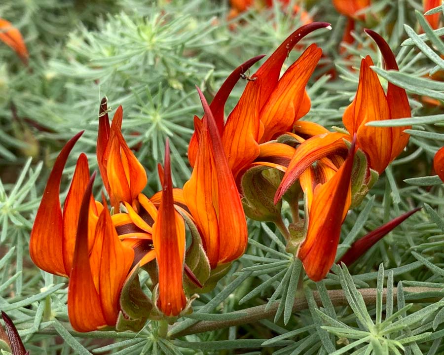 Lotus berthelotii has grey green foliage and deep orange to red pea shaped flowers. This variety is 'Red Flash'