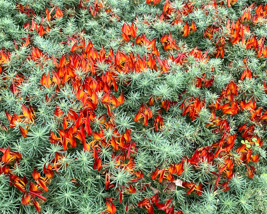 Lotus berthelotii attractive ground cover -  grey green foliage and deep orange to red pea shaped flowers
