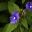 Otacanthus caeruleus - Brazilian Snapdragon
