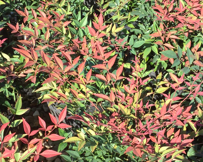 Nandina domestica 'Obsession' mid green and bronze-red leaves