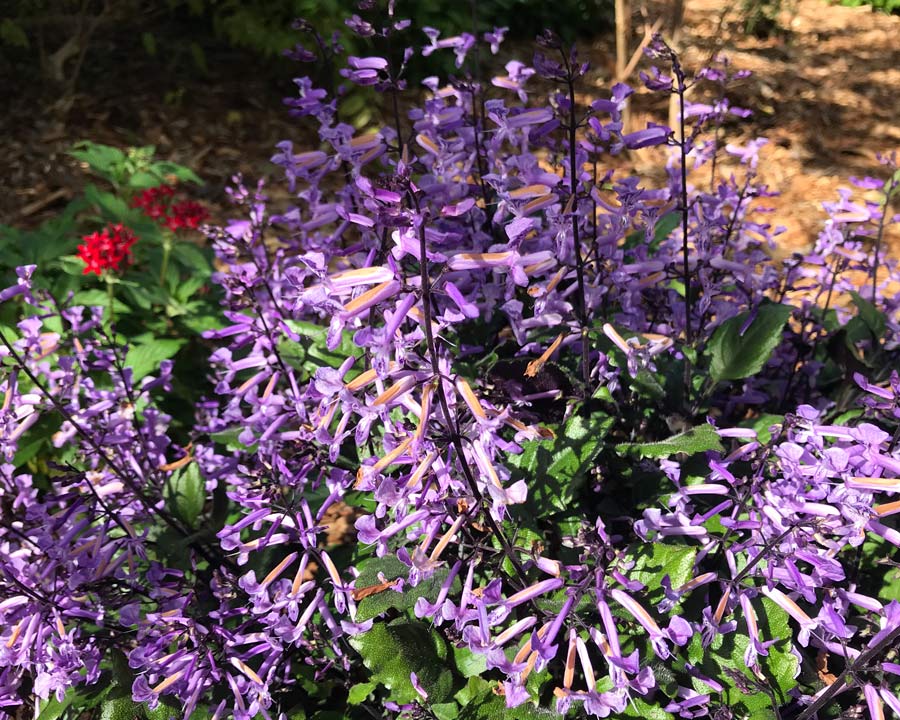 Plectranthus plepalila, Mona Lavender