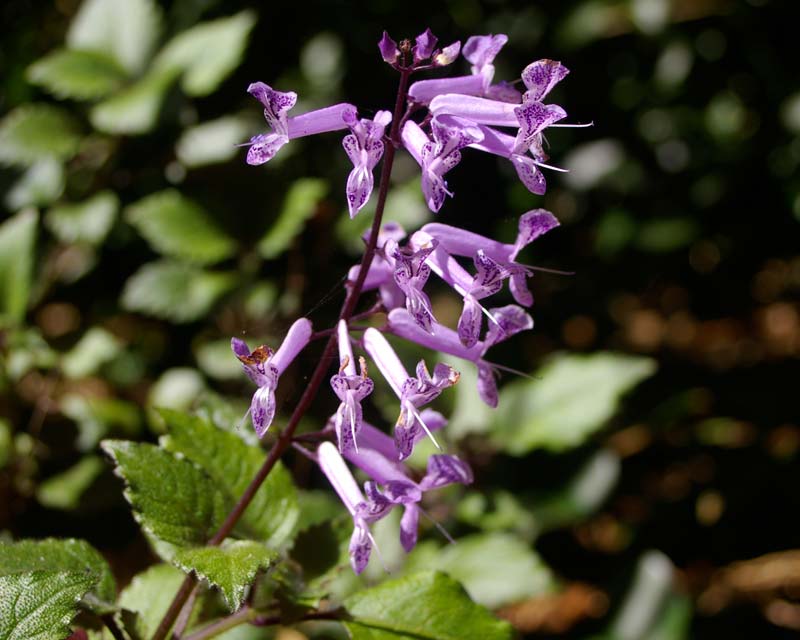 Plectranthus plepalila, Mona Lavender