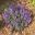 Plectranthus,  Mona Lavender