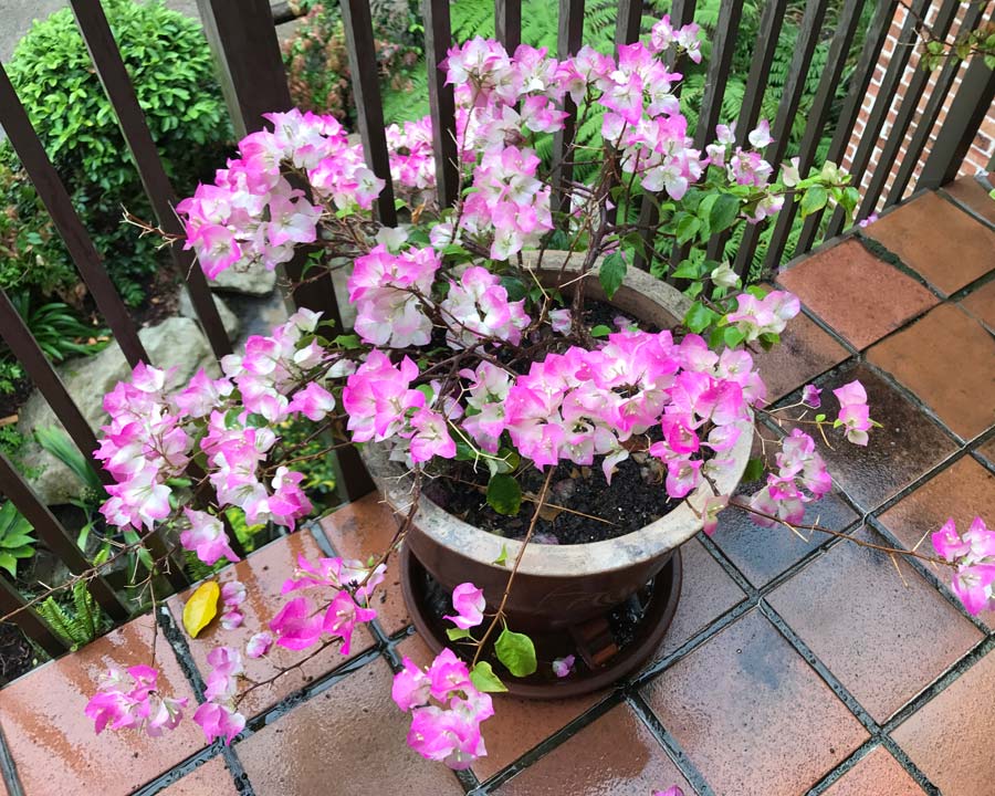 Bougainvillea Bambino in Pink and White