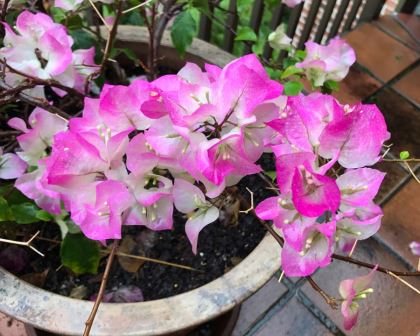 Bougainvillea Bambino in Pink and White