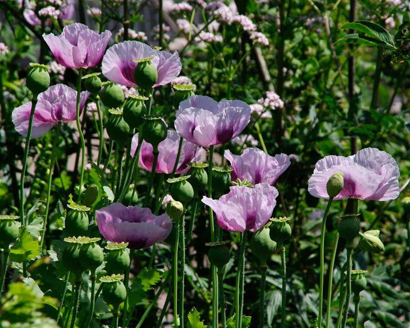 Papaver somniferum, the Opium Poppy