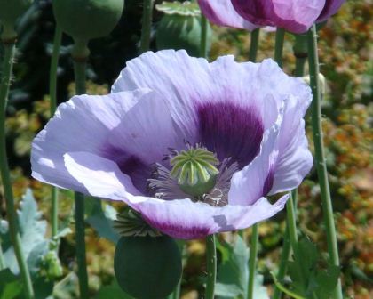 Papaver somniferum, the Opium Poppy