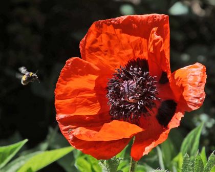 Papaver orientale - the Oriental Poppy, the is 'Beauty of Livermere'
