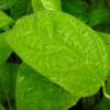 Passiflora caerulea leaf