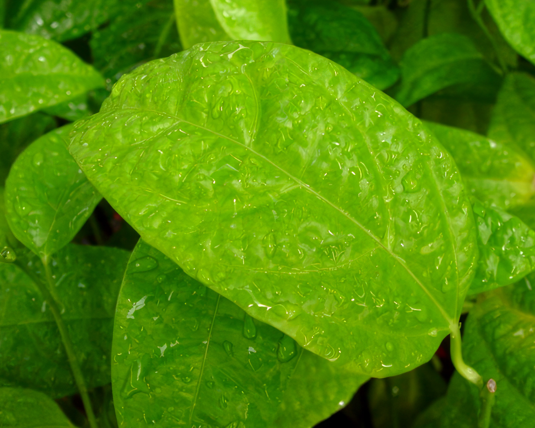 Passiflora caerulea leaf