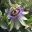 Passiflora caerulea, Blue Passionflower -