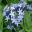 Amsonia orientalis | GardensOnline