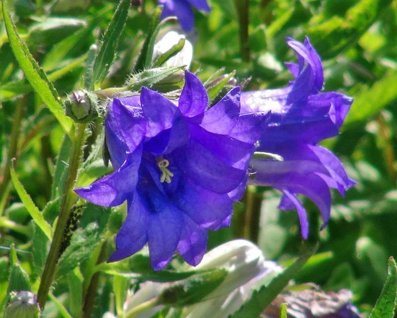 Campanula trachelium 'Bernice' - double lilac blue flowers