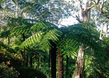 Cyathea australis - Rough Tree Fern has large fronds up to 5m in length