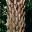 Cyathea australis - common name comes for rough leaf bases