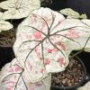 Caladium 'Strawberry Star' - pale green leaves with pink blotches and deep green veins
