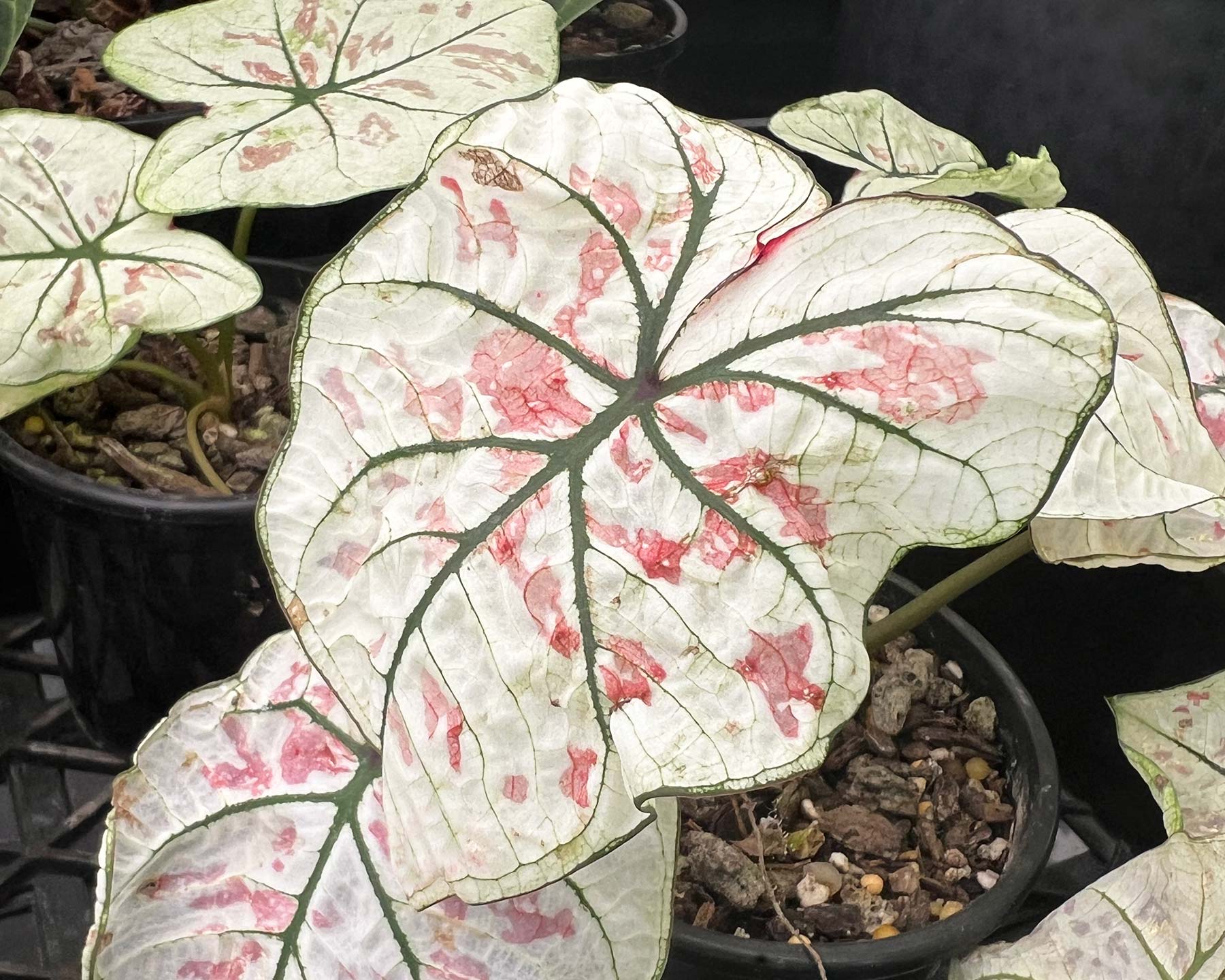 Caladium 'Strawberry Star' - pale green leaves with pink blotches and deep green veins