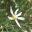 Olearia floribunda - photo Melburnian