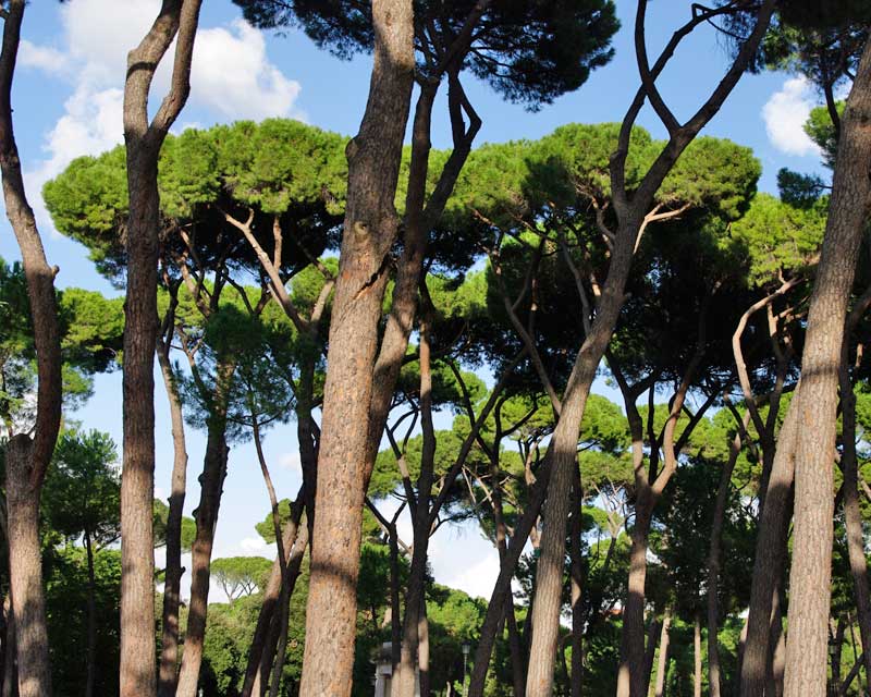 Pinus pinea, the Italian Stone Pine