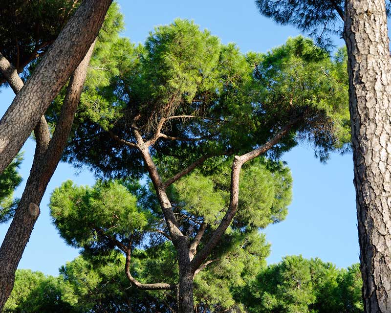 Pinus pinea, the Italian Stone Pine