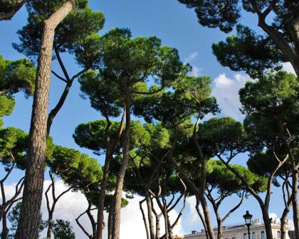 Pinus pinea, the Italian Stone Pine - seen here at the Borghese Gardens in Rome