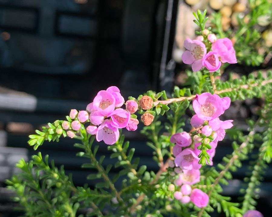 Thryptomene denticulata - Purple Myrtle  small pink flowers in winter and spring